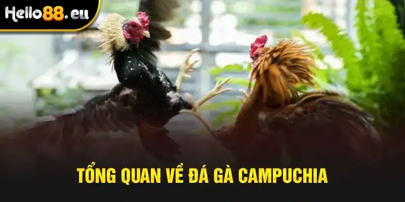 Tổng quan về đá gà Campuchia Tổng quan về đá gà Campuchia